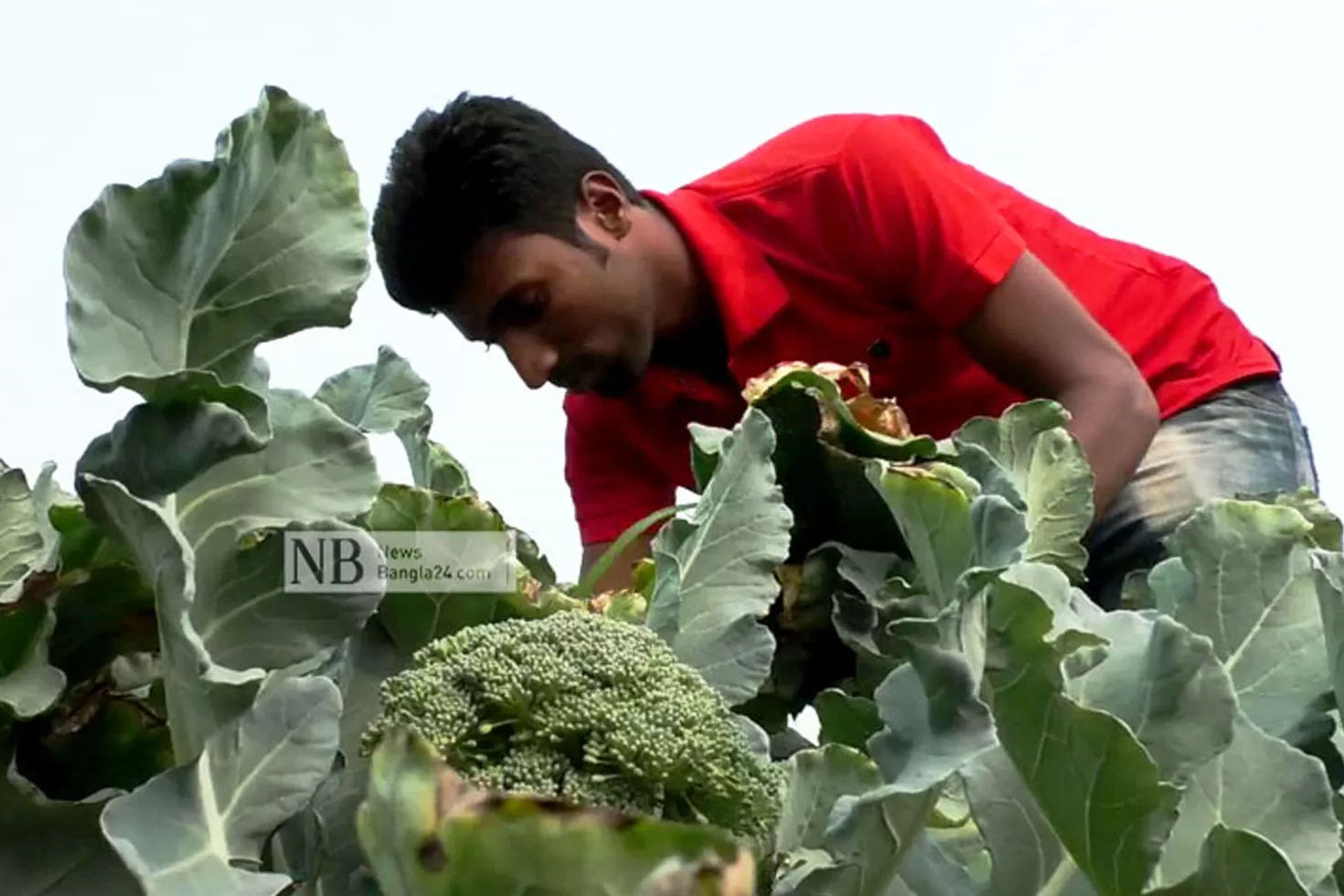 ব্রকোলি-চাষে-সফল-শ্রীবরদীর-ছোবাহান