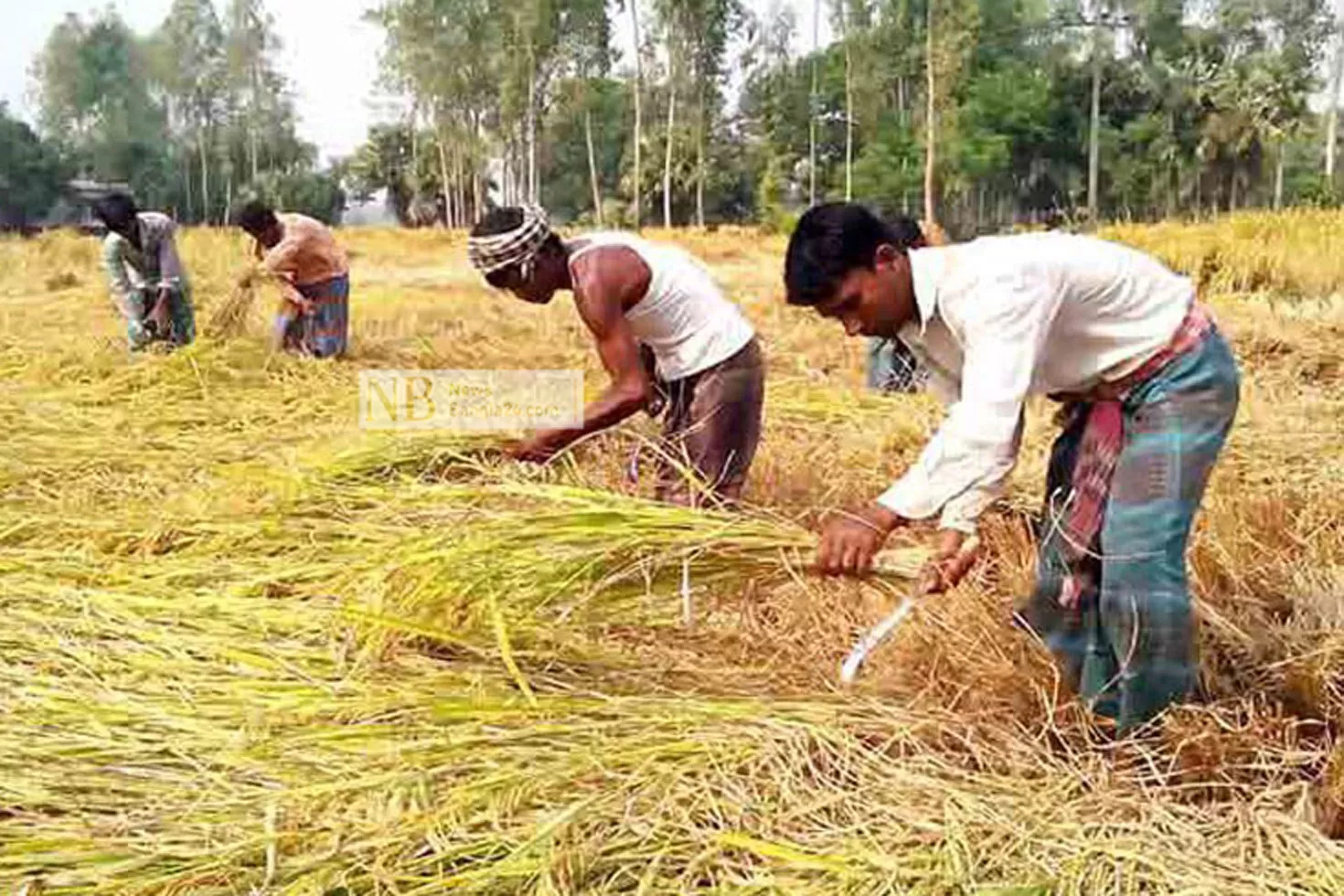 ধানের নতুন জাত মাঠে নেয়ার নির্দেশ