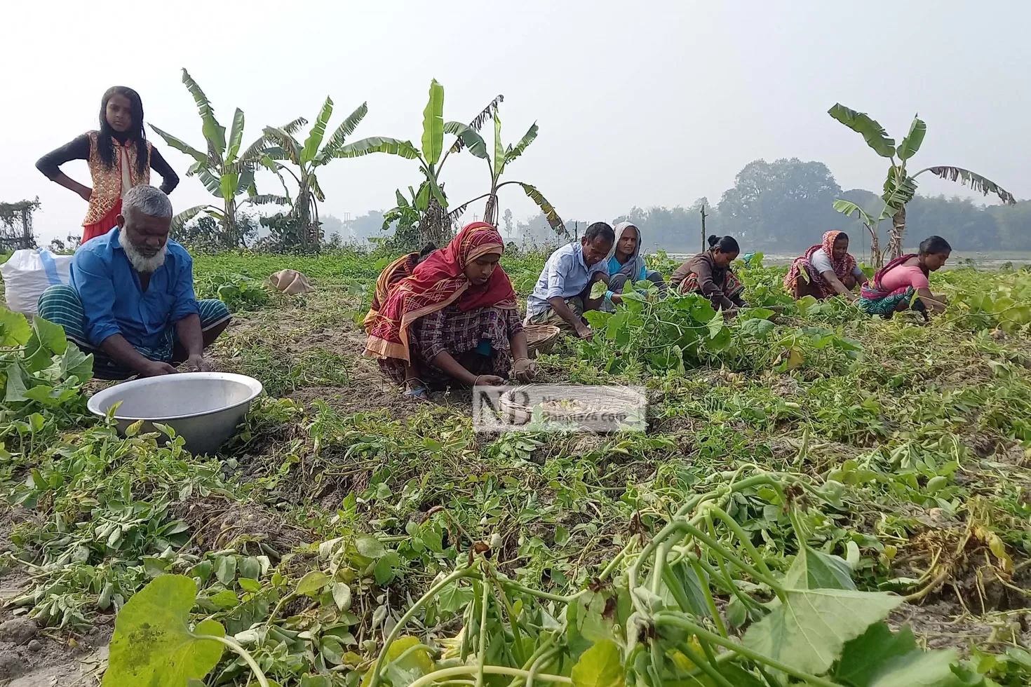 আমি-আর-আলু-আবাদ-করব-না