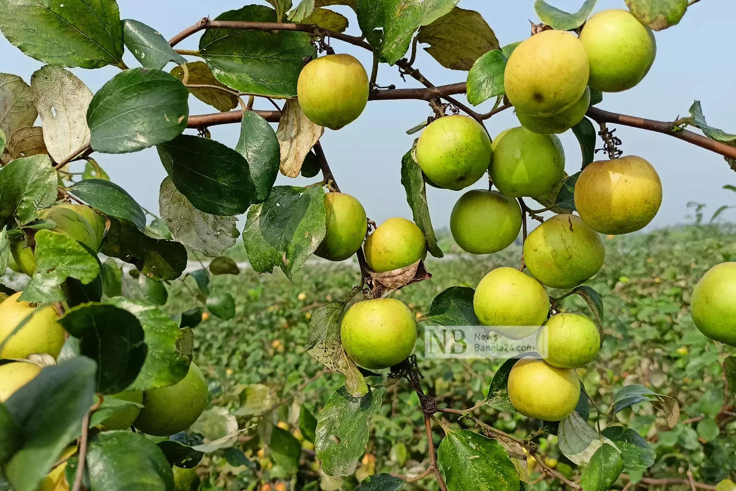 আশা জাগানিয়া লাল-সবুজের বলসুন্দরী