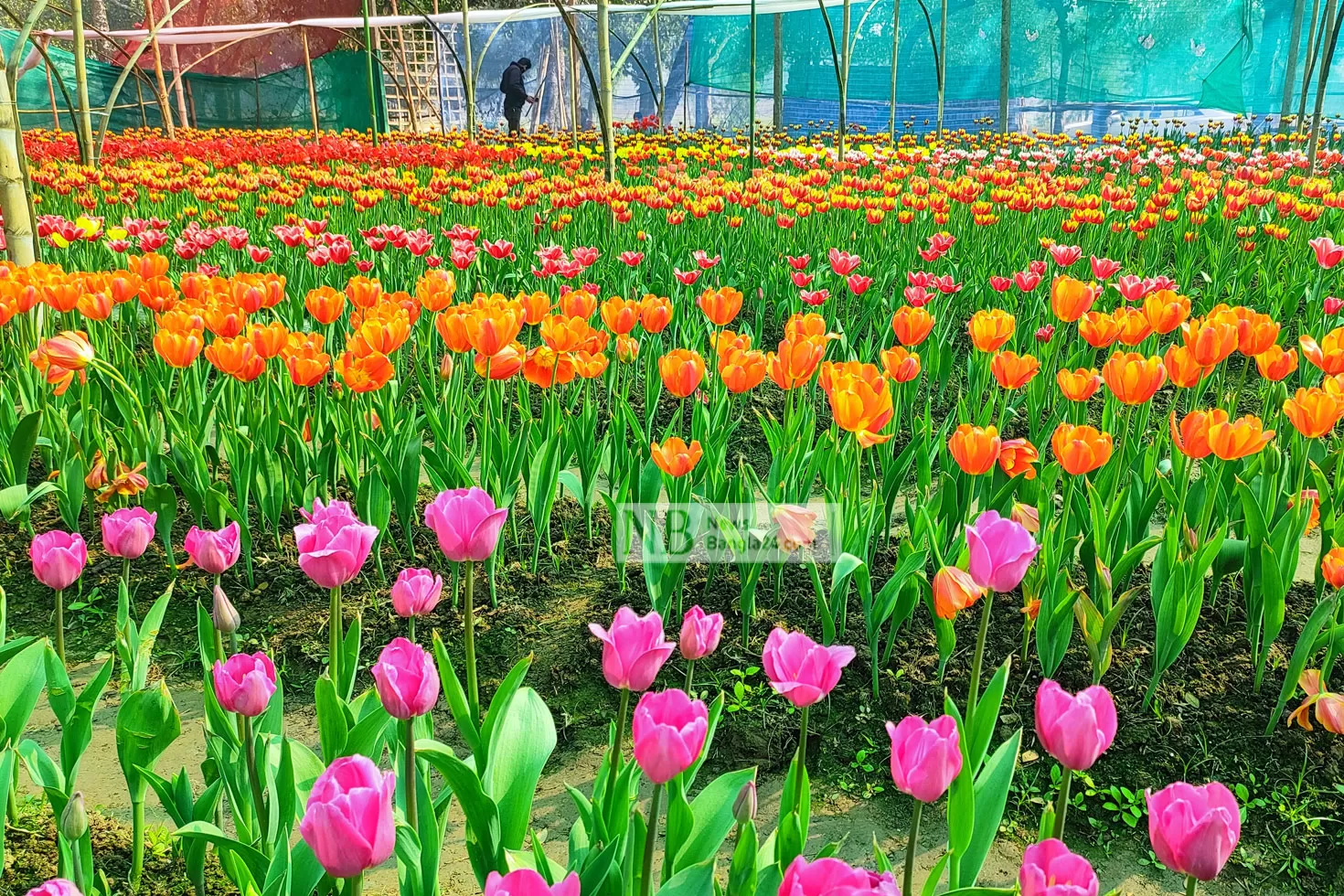 ষড়ঋতুর দেশে সুবাস ছড়াচ্ছে নেদারল্যান্ডসের টিউলিপ