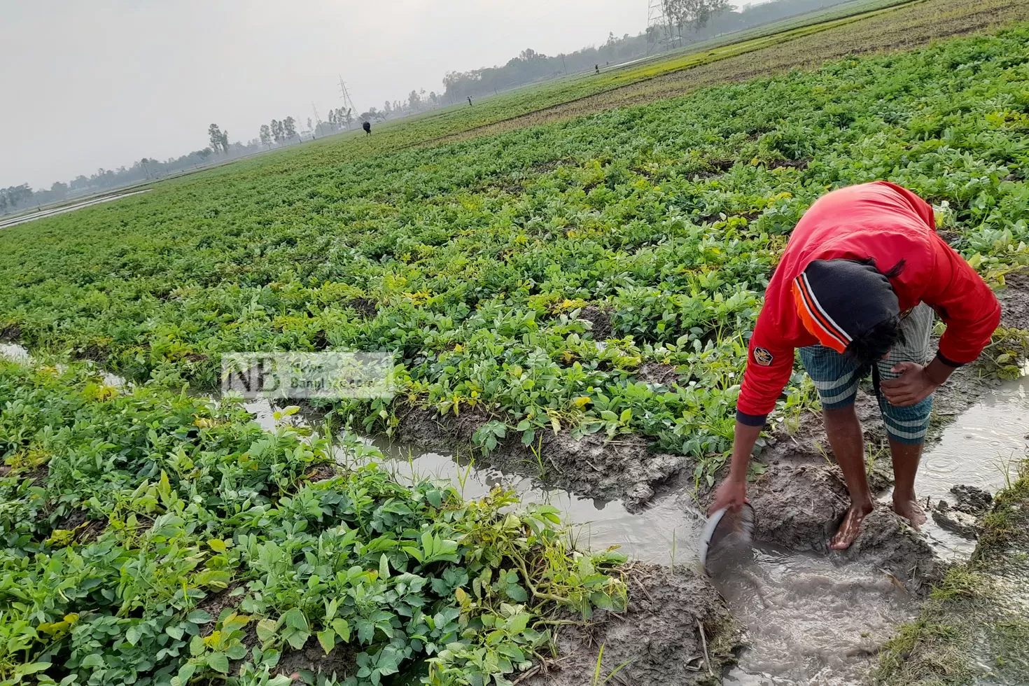 মাঘের বৃষ্টিতে বিপর্যস্ত কৃষক