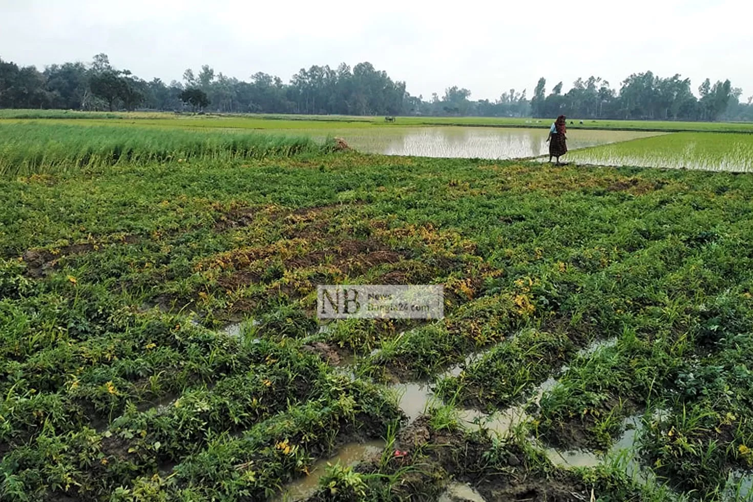 বৃষ্টিতে-ফলন-বির্পযয়ের-শঙ্কায়-আলু-চাষিরা