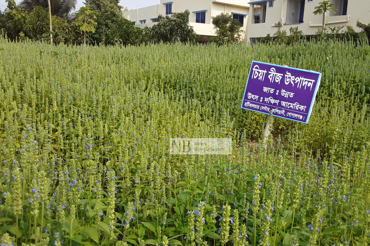 চিয়া বীজে ঘুরতে পারে কৃষকের ভাগ্যের চাকা