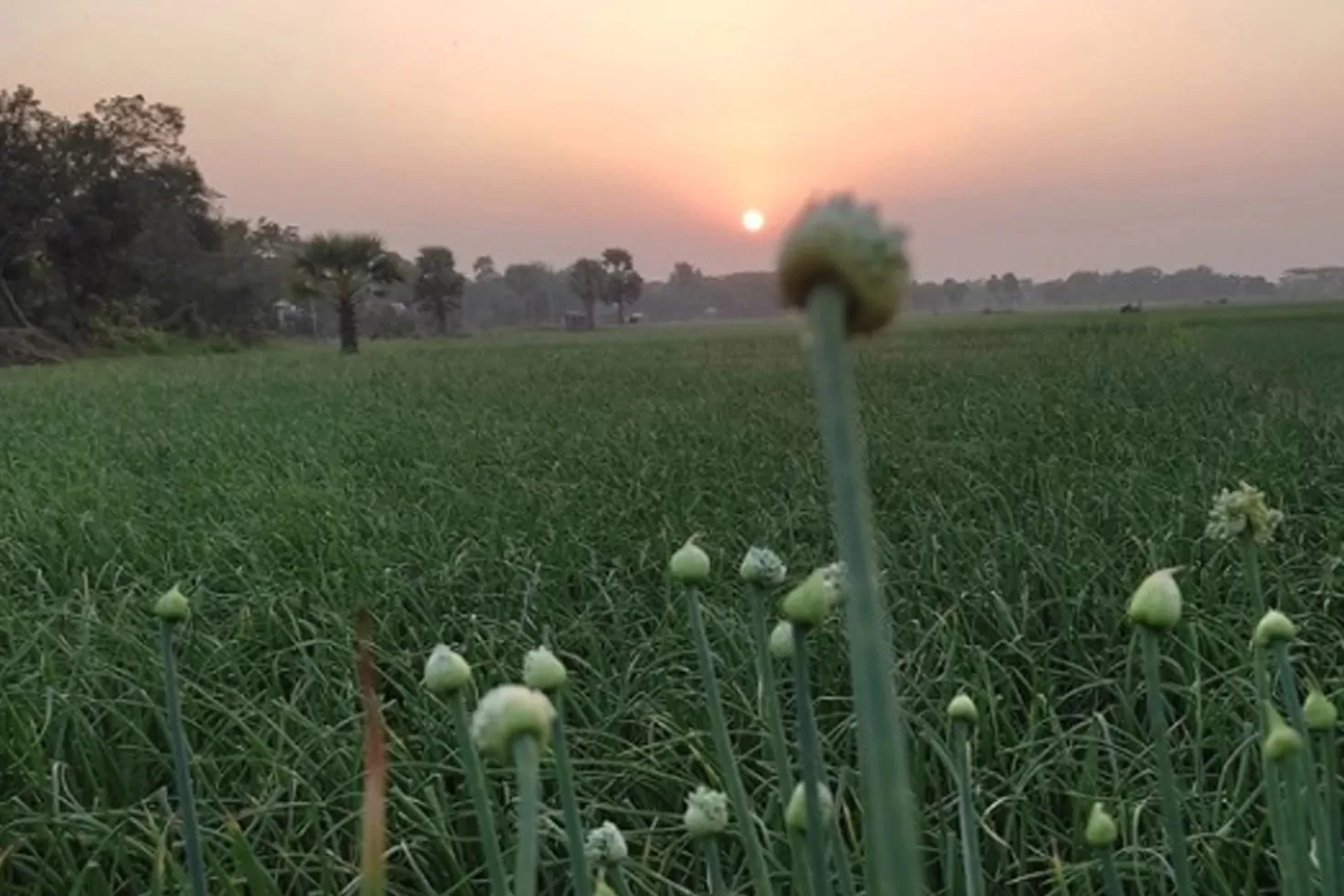 অসময়ের বৃষ্টি যেভাবে আশীর্বাদ হলো চাষিদের