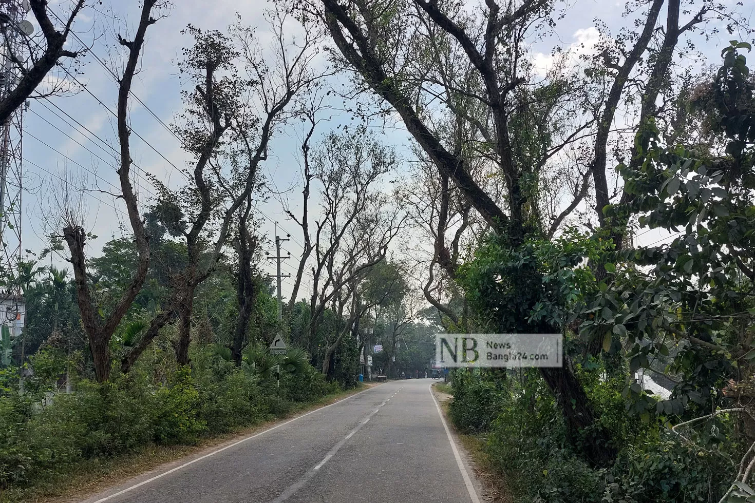 গাছ-যখন-মৃত্যুফাঁদ