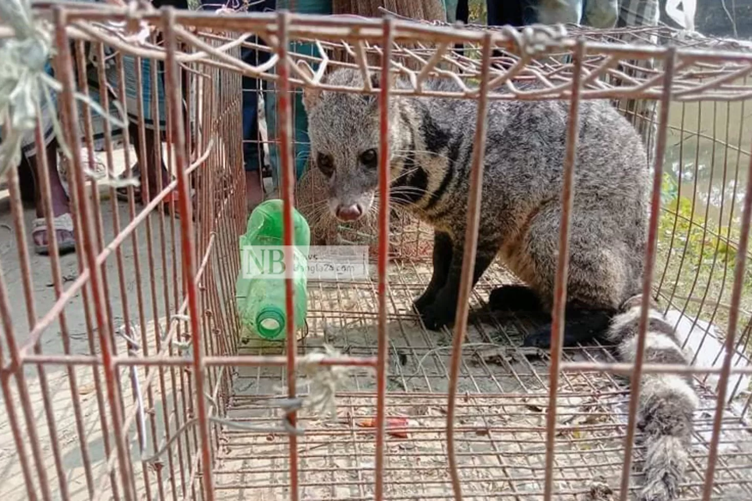 বড় বাঘডাশাটি হাতে পেল না বন বিভাগ