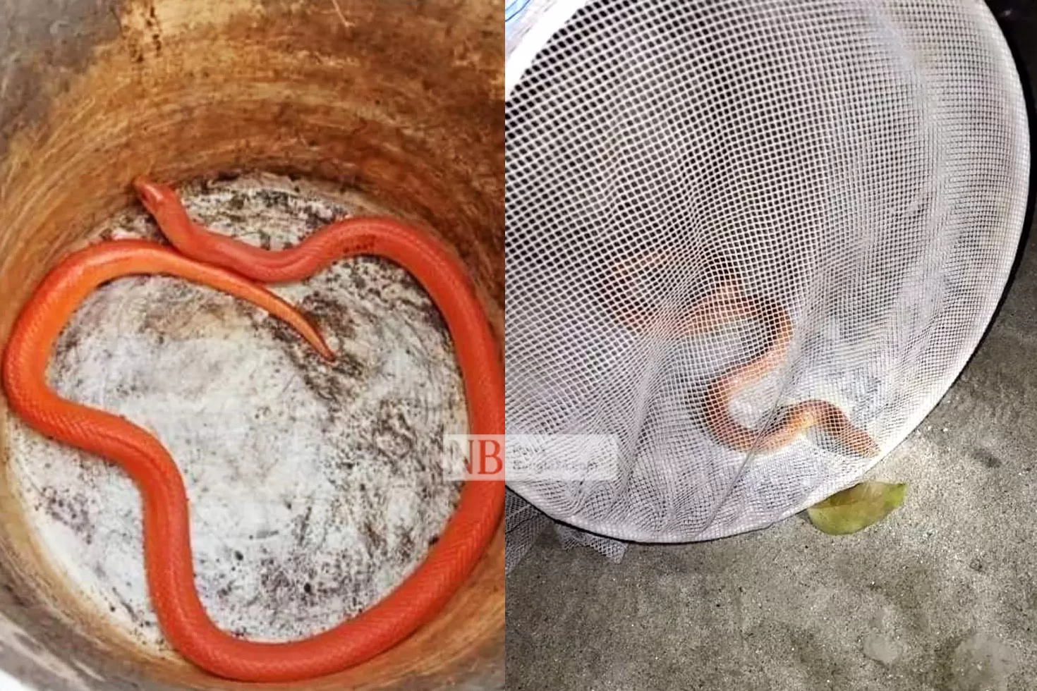 উদ্ধারের-পর-জঙ্গলে-ছাড়া-পেল-রেড-কোরাল-কুকরি