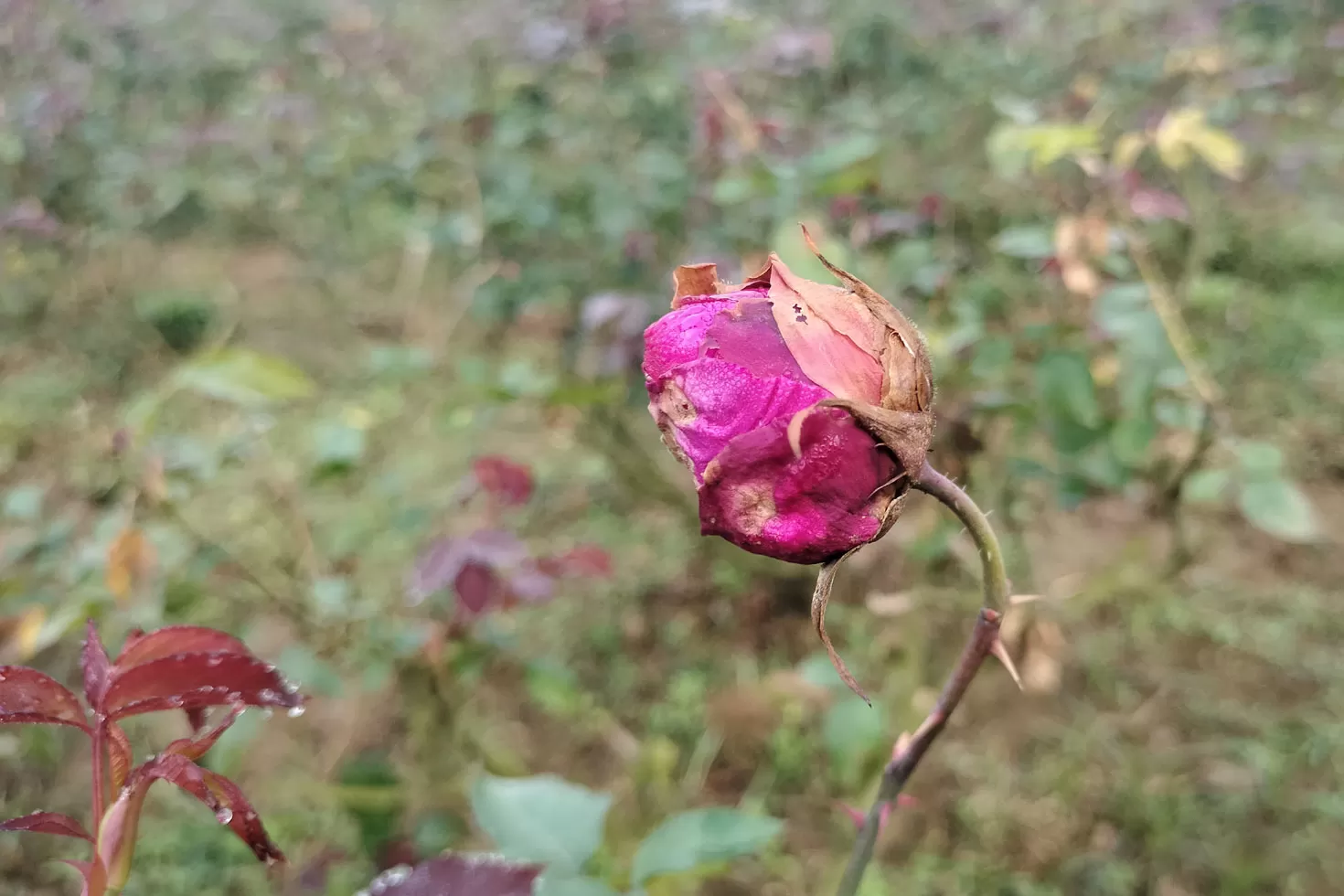 এবার-ফোটেনি-গোলাপগ্রাম