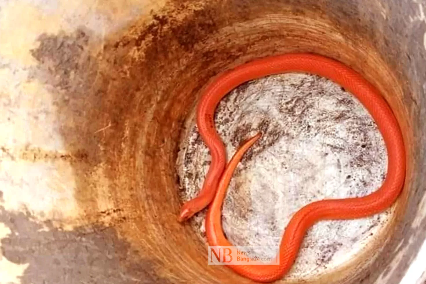 এবার-ঠাকুরগাঁওয়ের-রাস্তায়-রেড-কোরাল-কুকরি