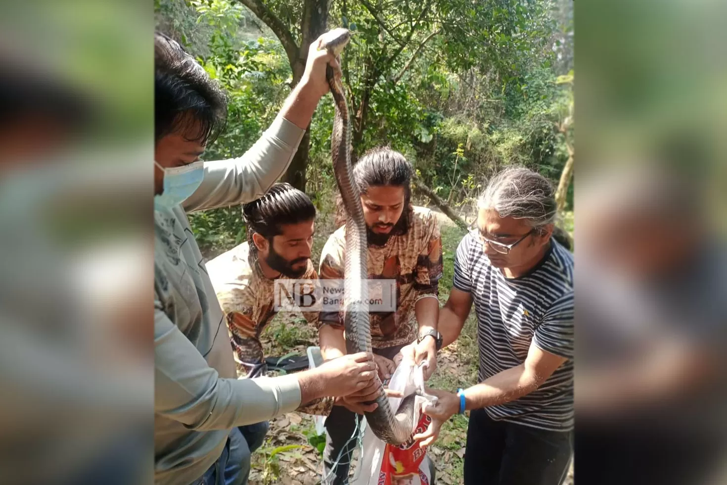 চবিতে ১২ ফুট লম্বা গোখরা