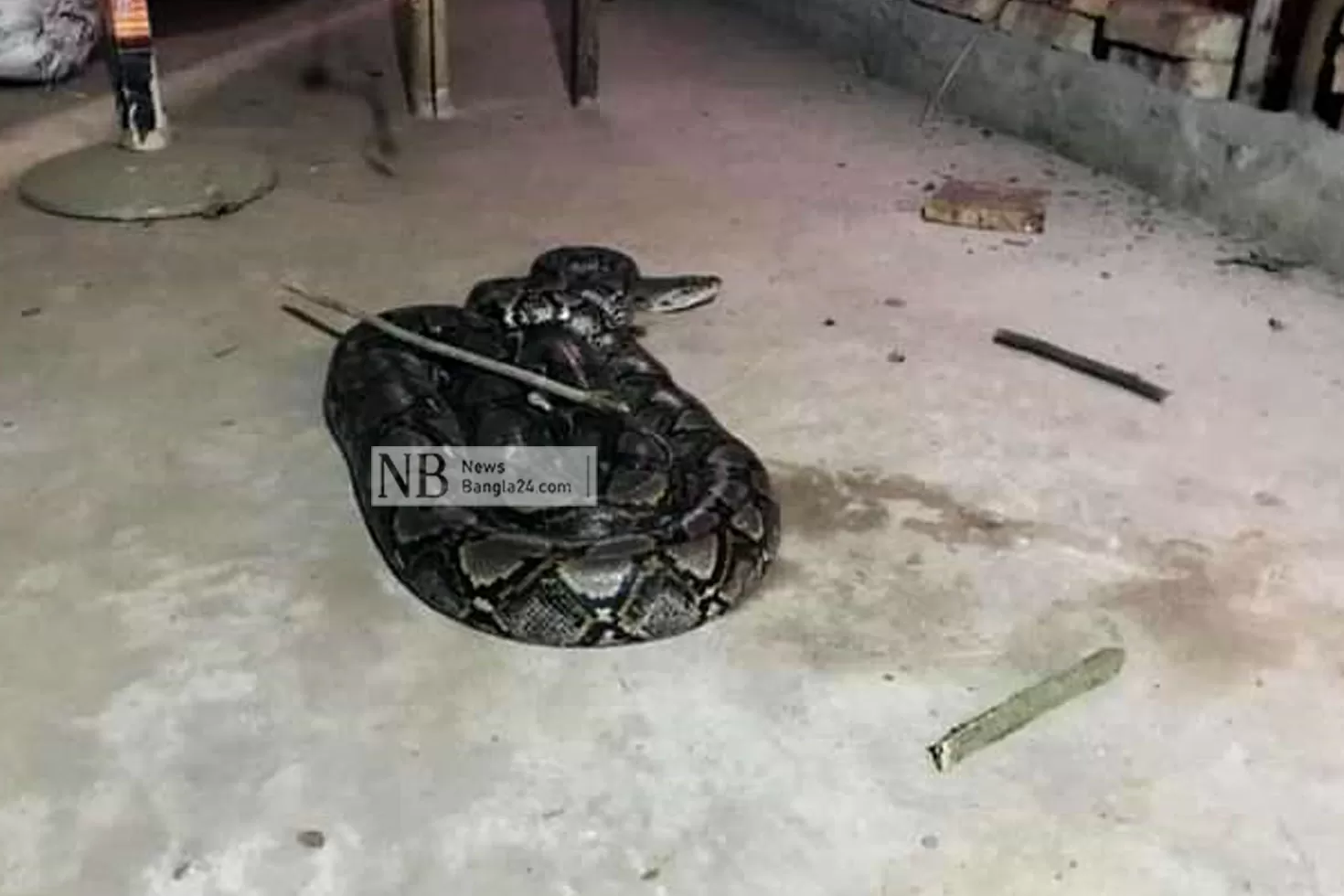 ১৫-ফুট-লম্বা-অজগর-বনে-অবমুক্ত
