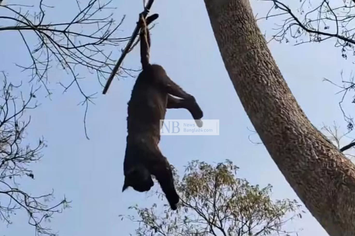 বিড়ালটিকে গাছে ঝুলিয়েছে কে, জানে না কেউ