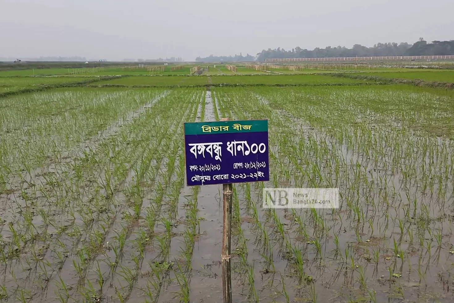 হাওরের জন্য শীত সহিষ্ণু ‘বঙ্গবন্ধু ধান ১০০’