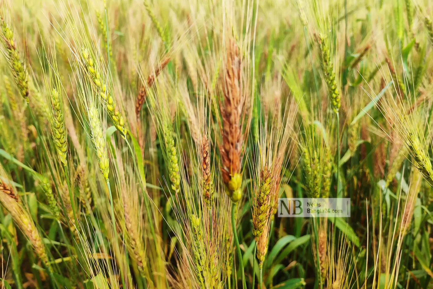 গমের হুইট ব্লাষ্ট 