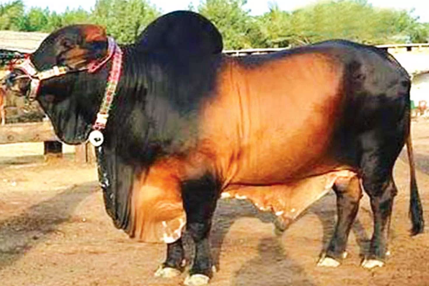 ৩২-ষাঁড়ের-আসর-বসছে-চট্টগ্রামে 