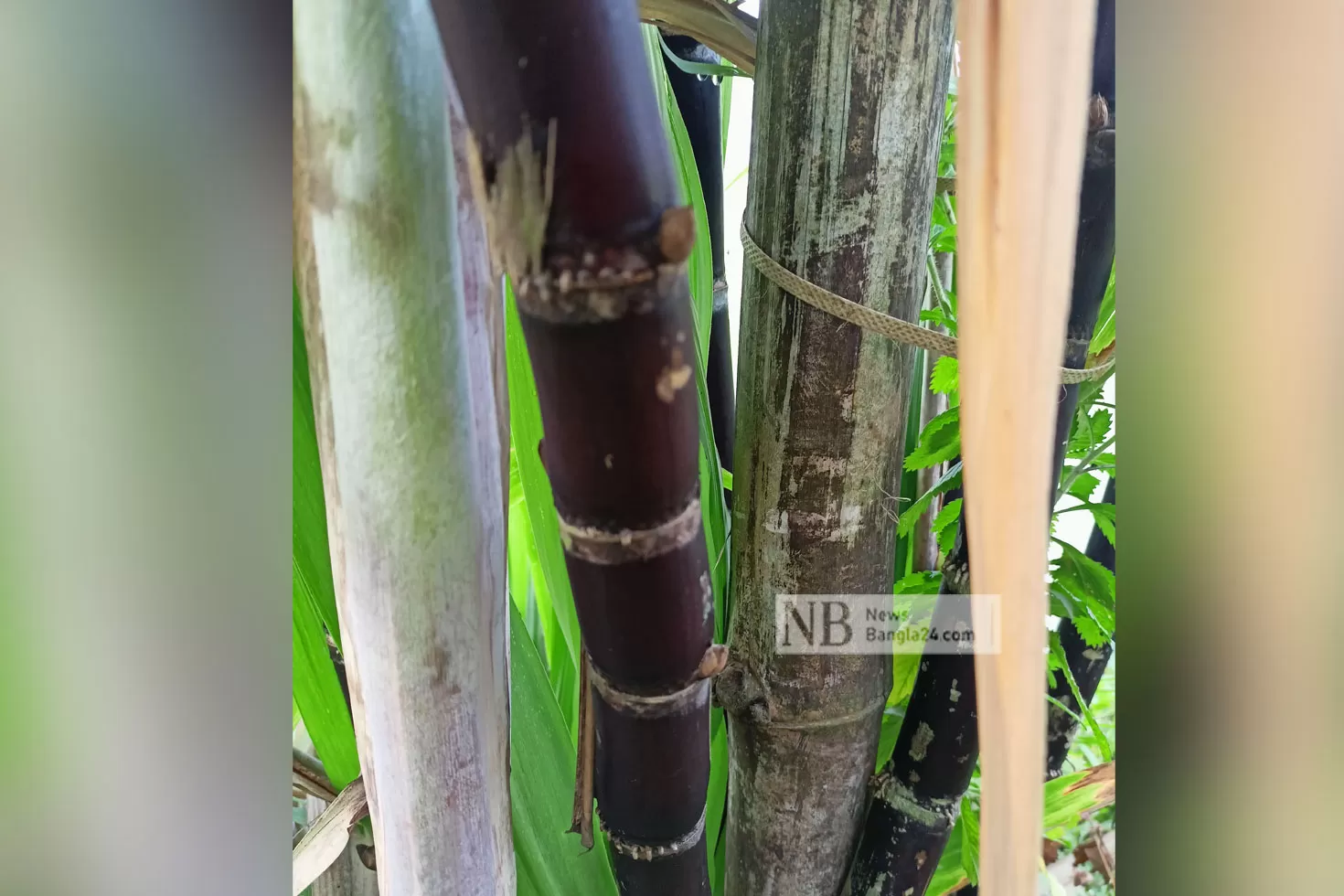 কুমিল্লায় এবার কালো আখ চাষ