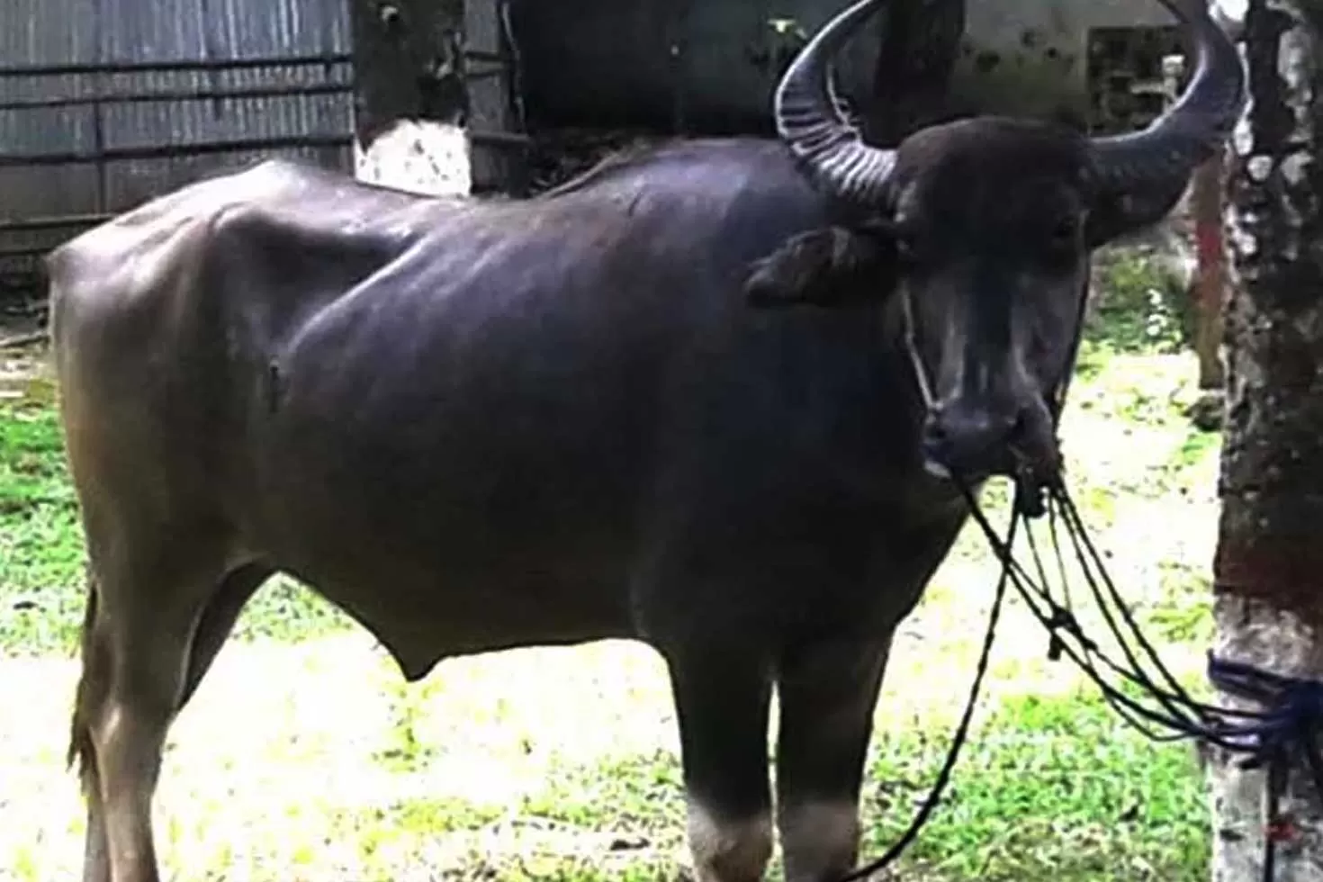 ‘মহিষের গুঁতোয়’ লেবু চাষির মৃত্যু