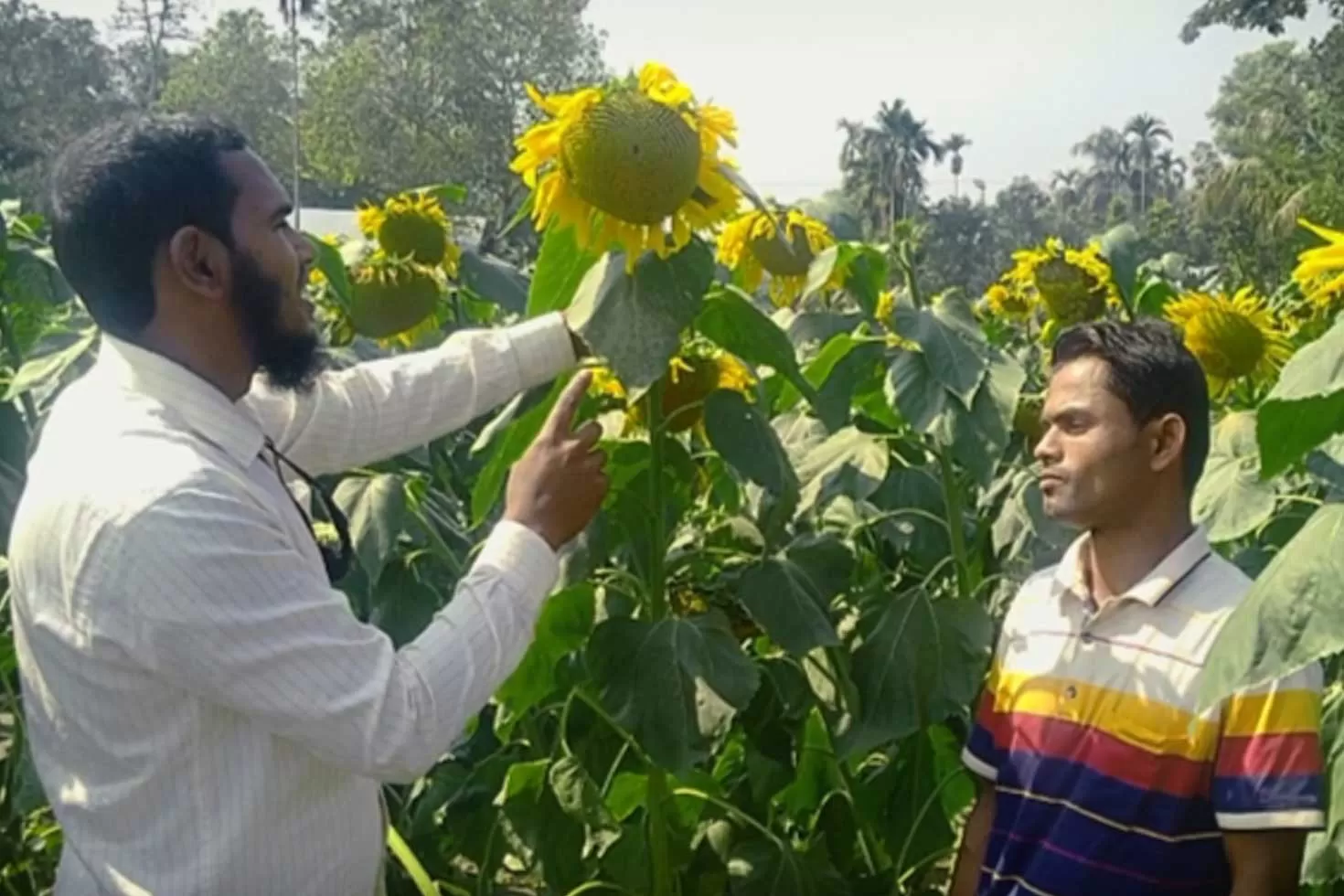 কৃষকের মুখে ‘সূর্যমুখীর হাসি’