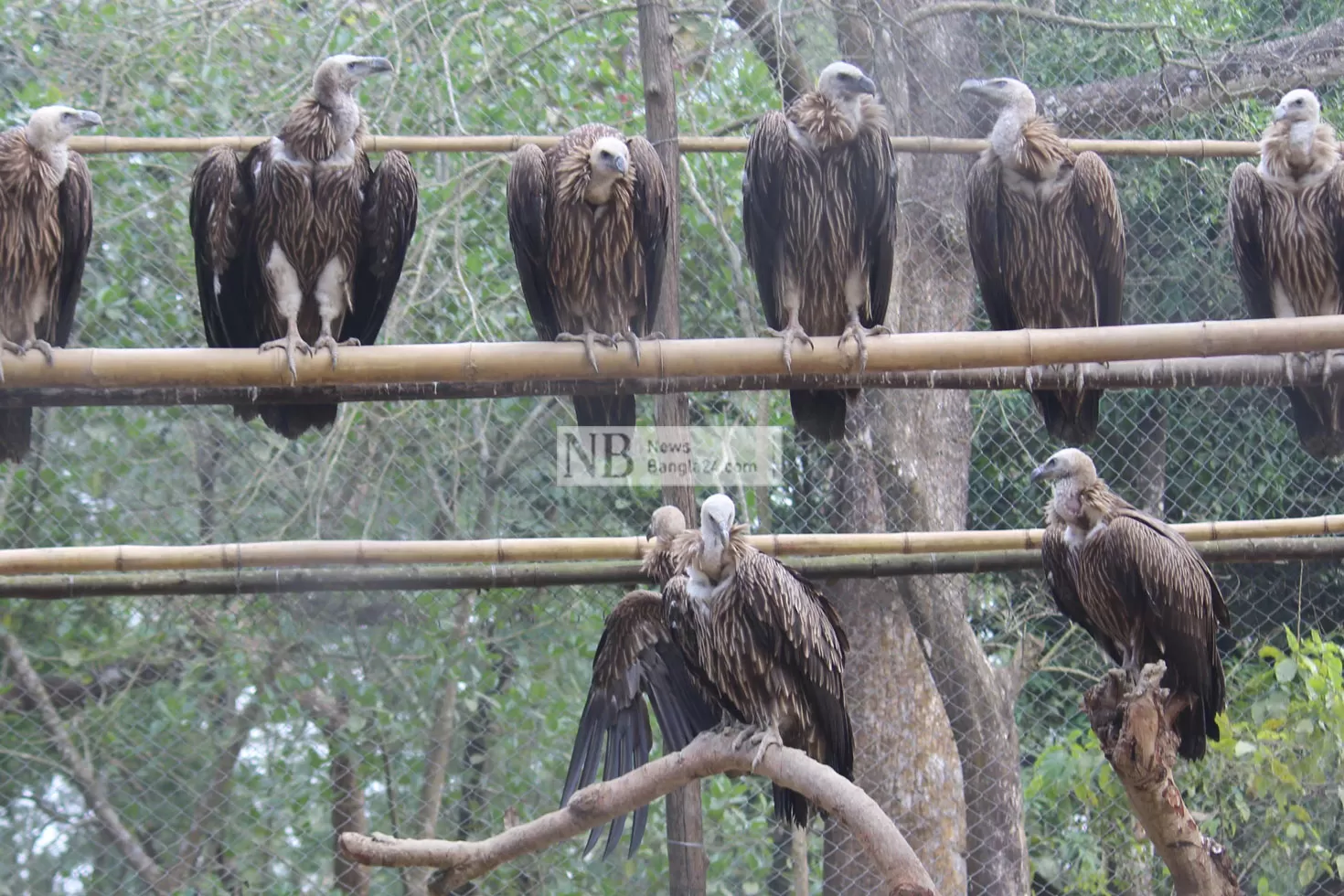 আকাশে-ডানা-মেলতে-প্রস্তুত-প্রকৃতির-২০-ঝাড়ুদার