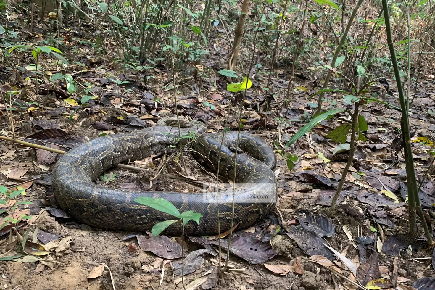 সেই অজগরটি লাউয়াছড়ায় অবমুক্ত