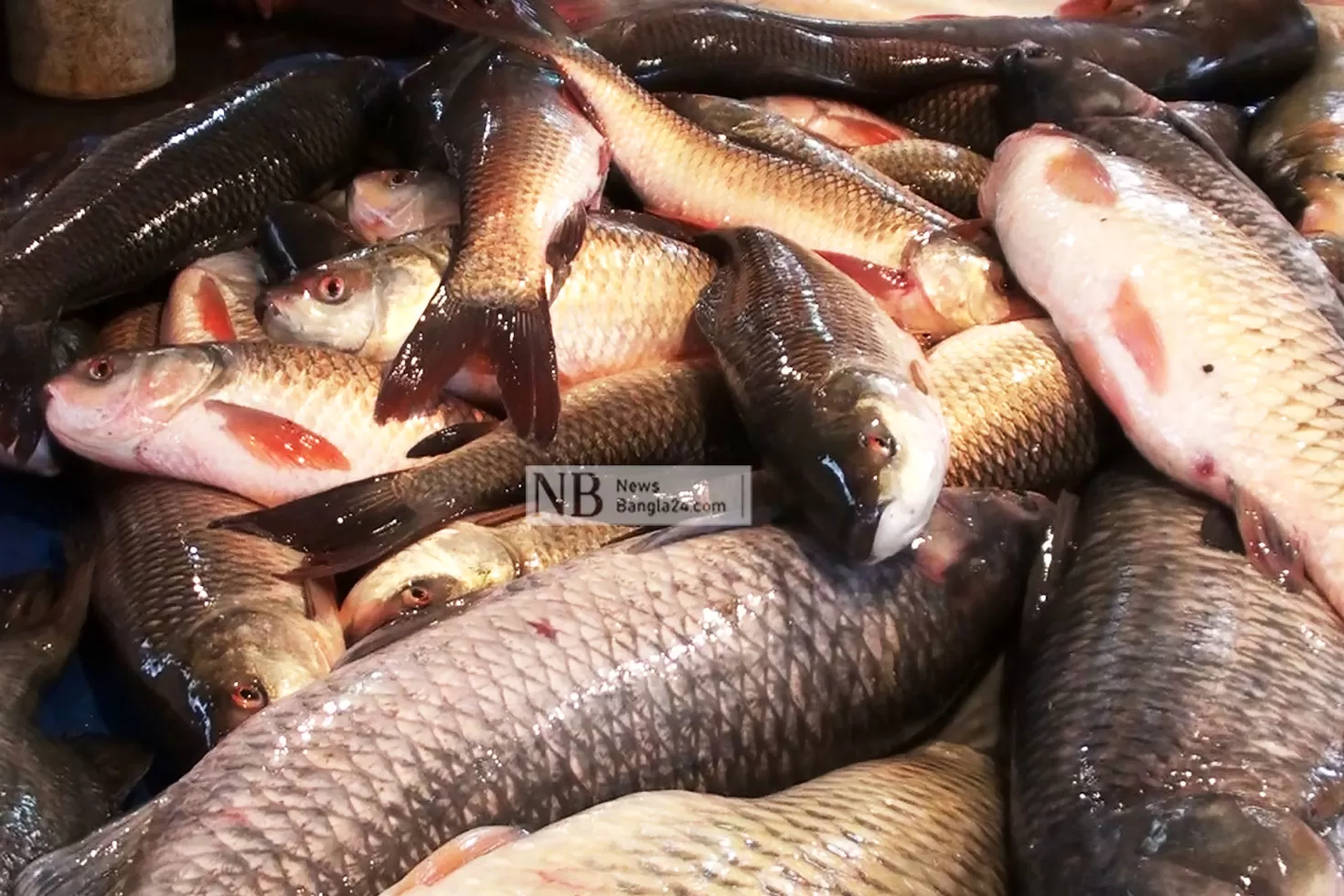 ক্ষতি কাটিয়ে লাভের মুখে সাতক্ষীরার মাছ চাষিরা