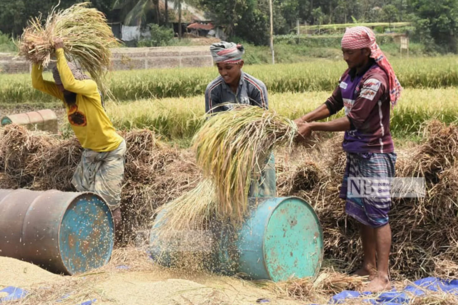 ১৮ লাখ টন ধান-চাল সংগ্রহের সিদ্ধান্ত