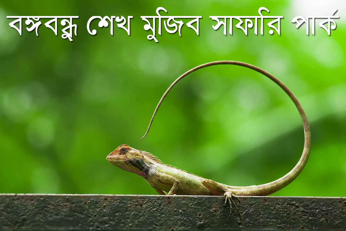 বঙ্গবন্ধু শেখ মুজিব সাফারি পার্কে চাকরি