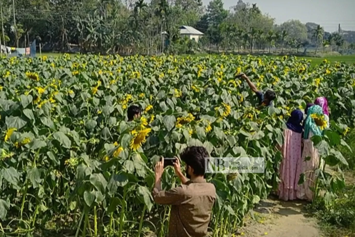 সূর্যমুখীর-গাছ-ভাঙছে-দর্শনার্থীরা