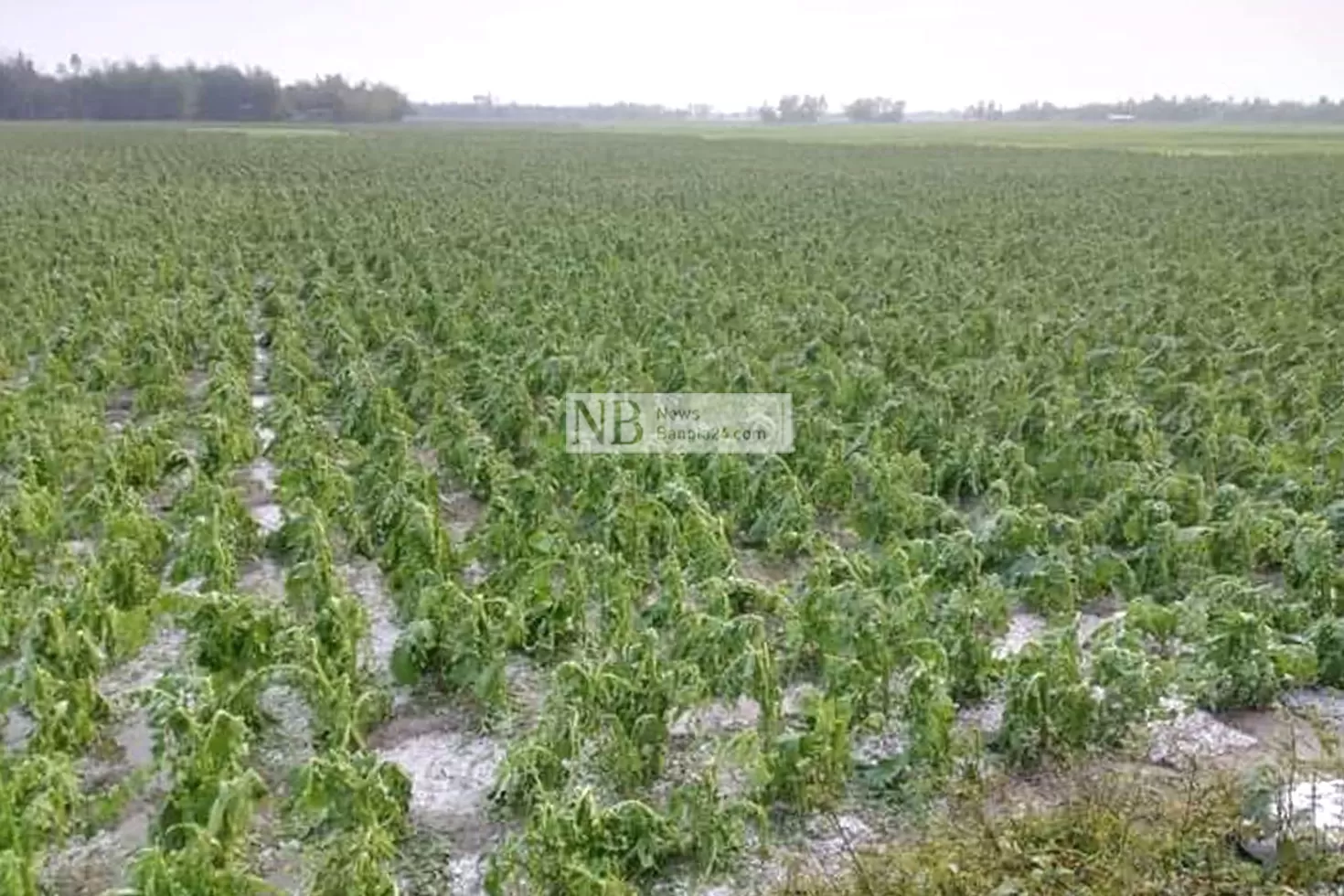 শিলাবৃষ্টিতে নুয়ে পড়েছে ফসল
