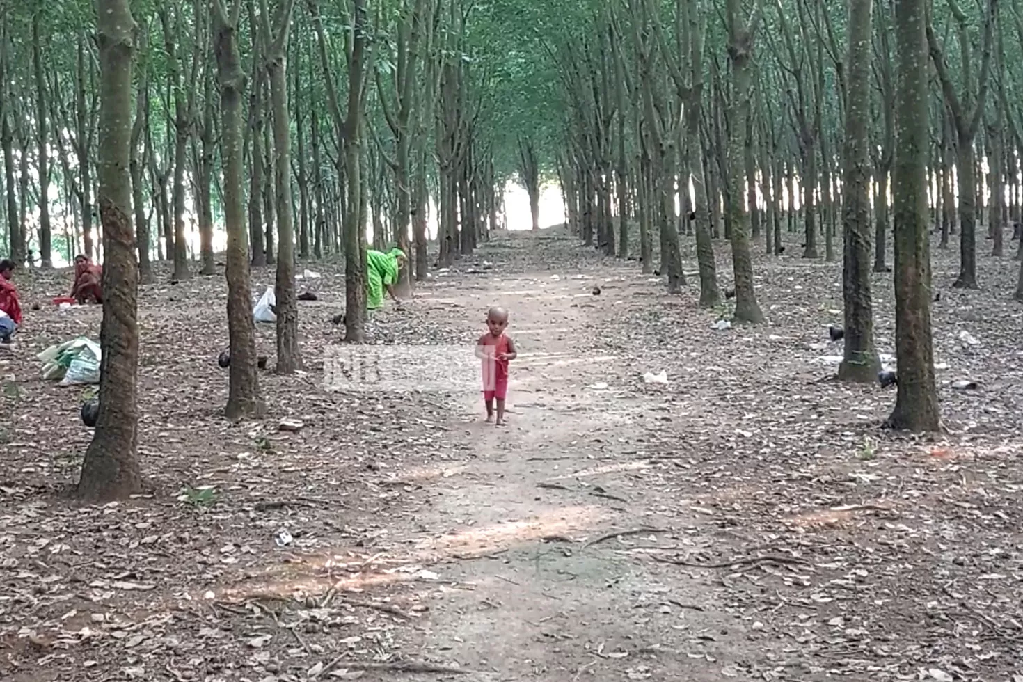 ফেনীতে-রাবারে-বড়-অর্থনীতির-সম্ভাবনা