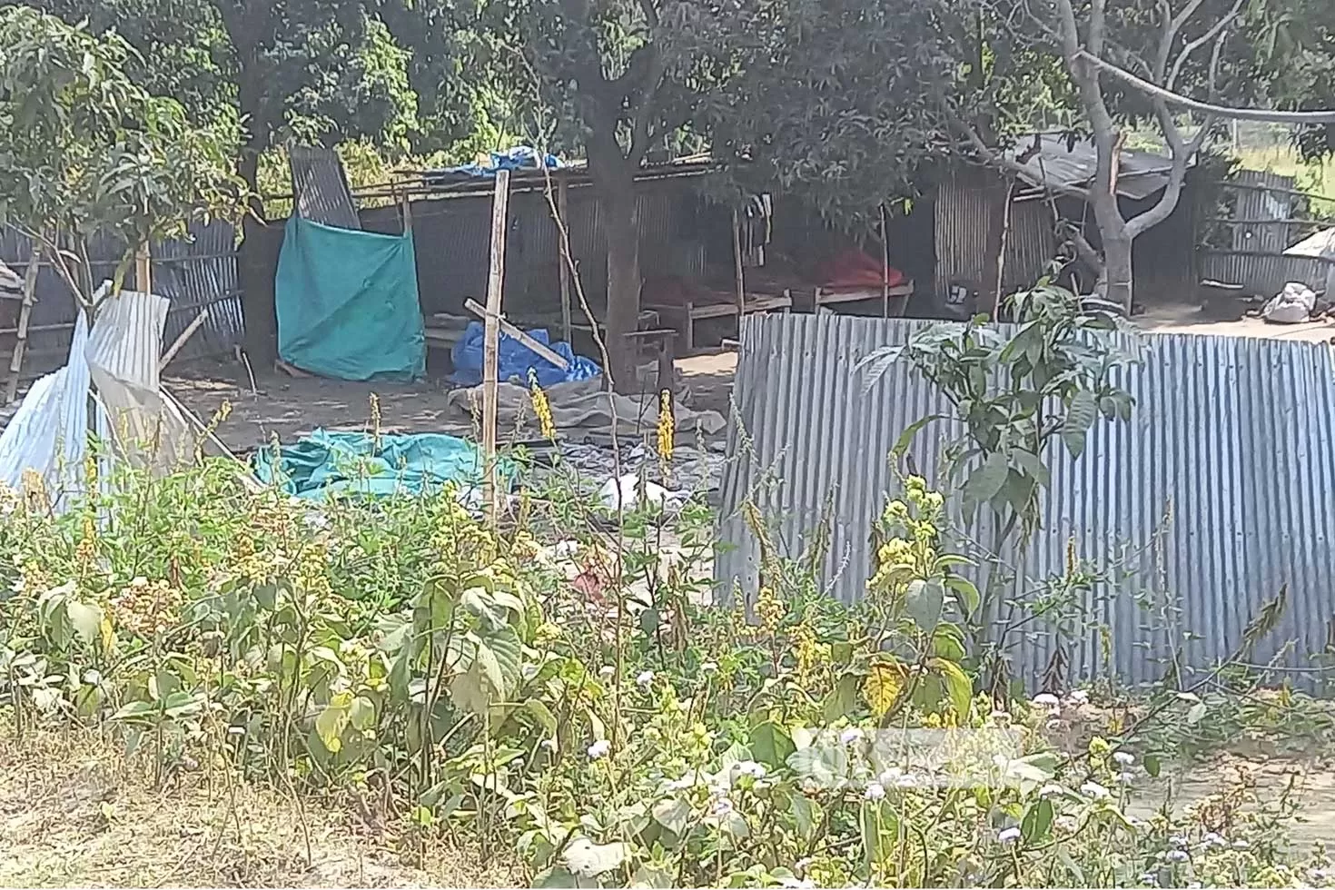 আলীগ-নেতার-কারখানার-বিষাক্ত-গ্যাসে-মরছে-গরু