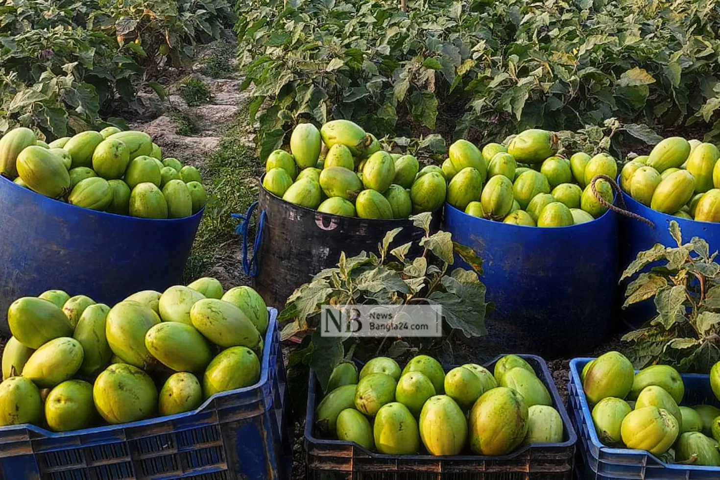 বিটি-৪ বেগুন চাষে বাজিমাত