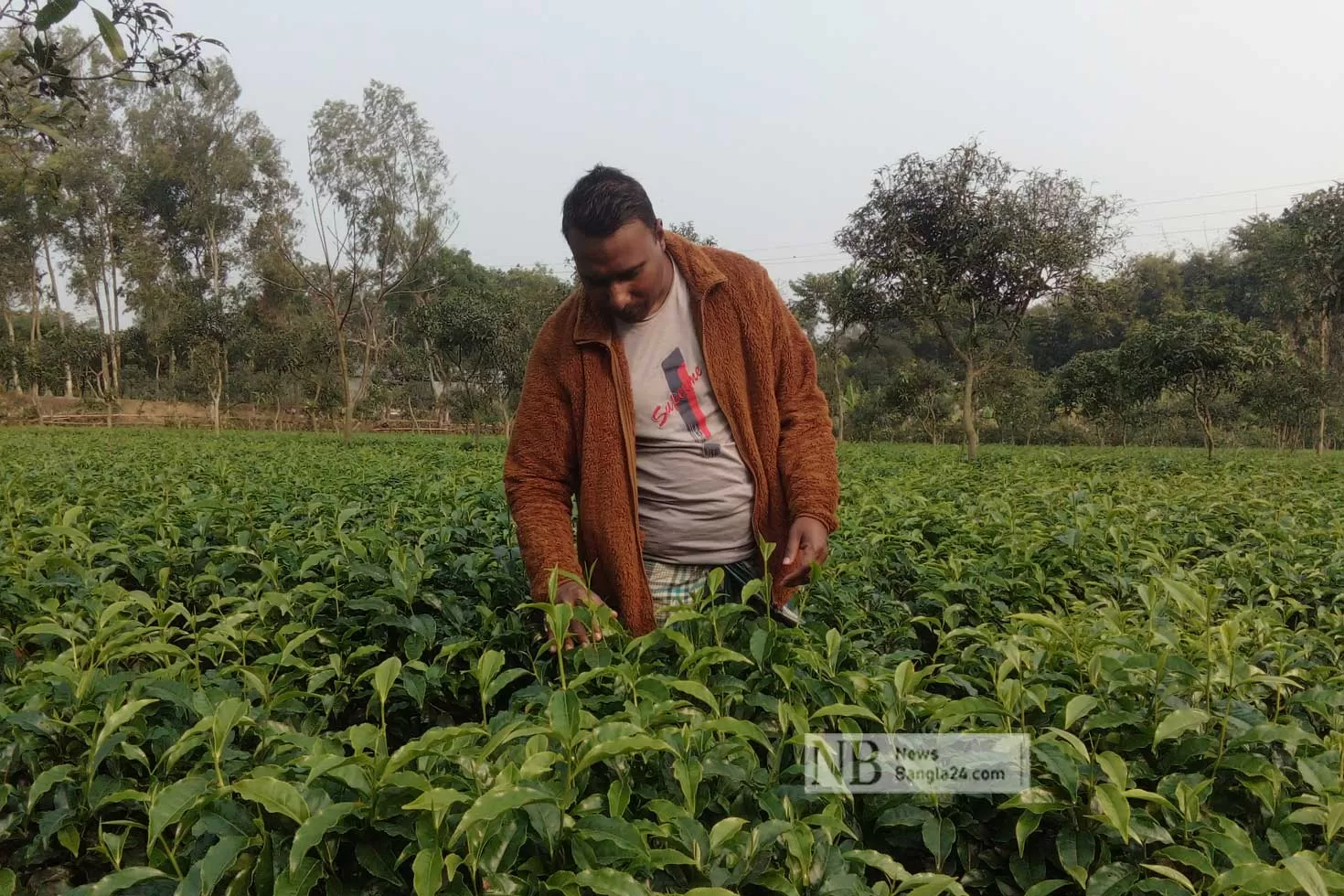 ব্যাংকের চাকরি ছেড়ে চা চাষে বাজিমাত