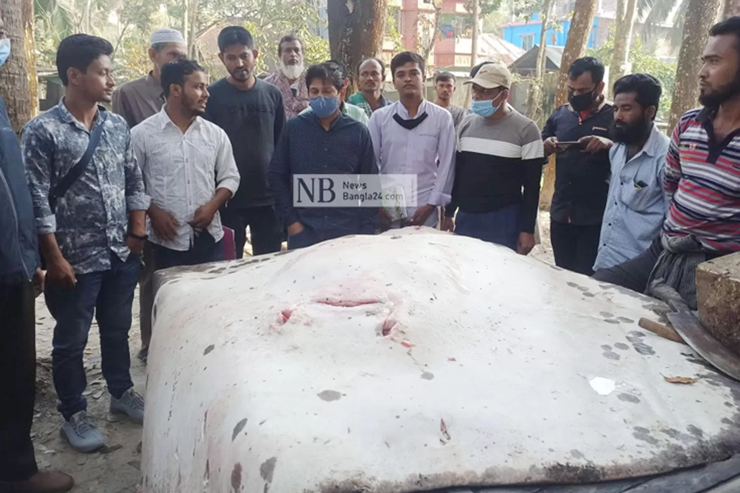 শাপলাপাতা-বিক্রি-করায়-জরিমানা