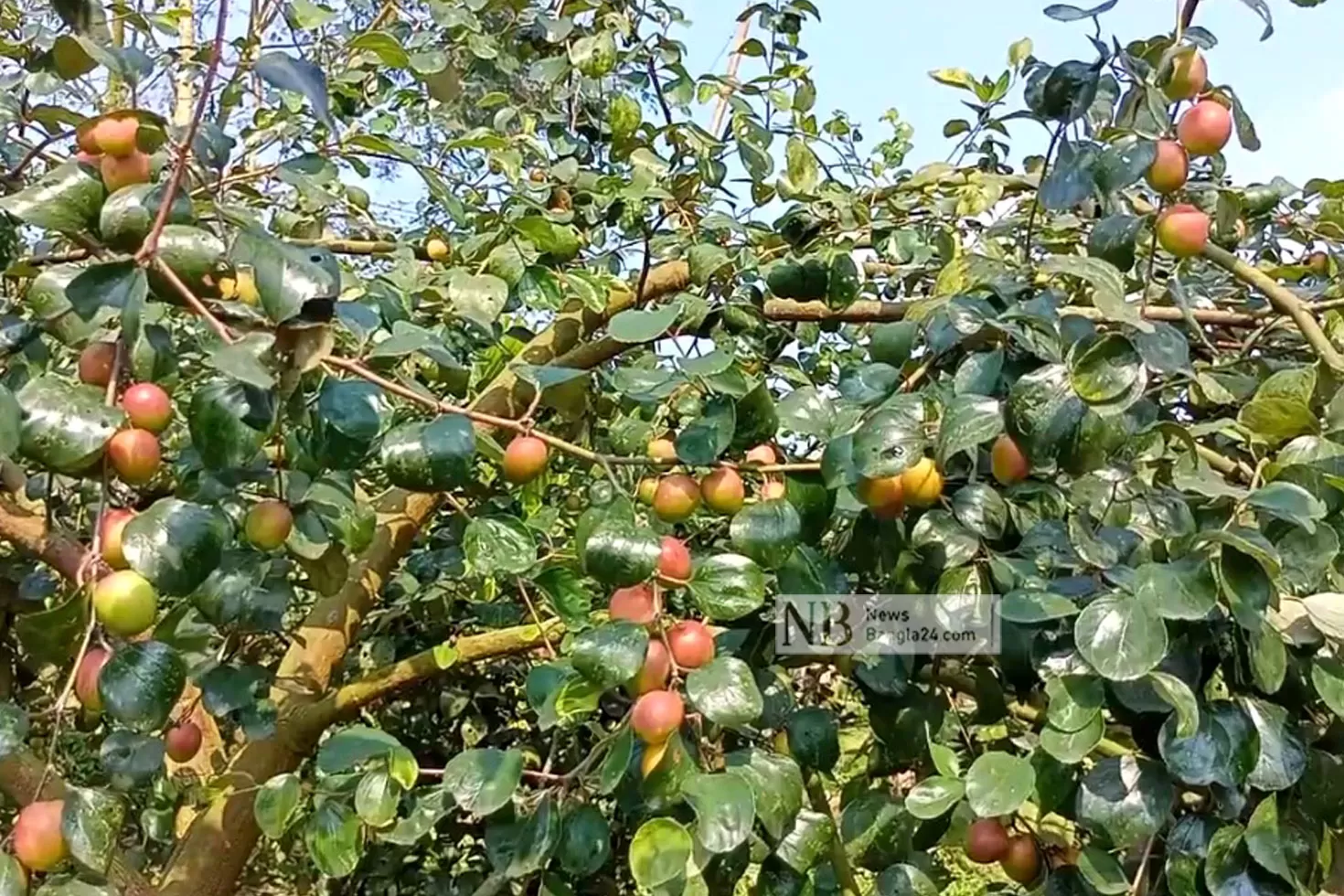 বরই-চাষে-আগ্রহ-বাড়ছে-চাষিদের
