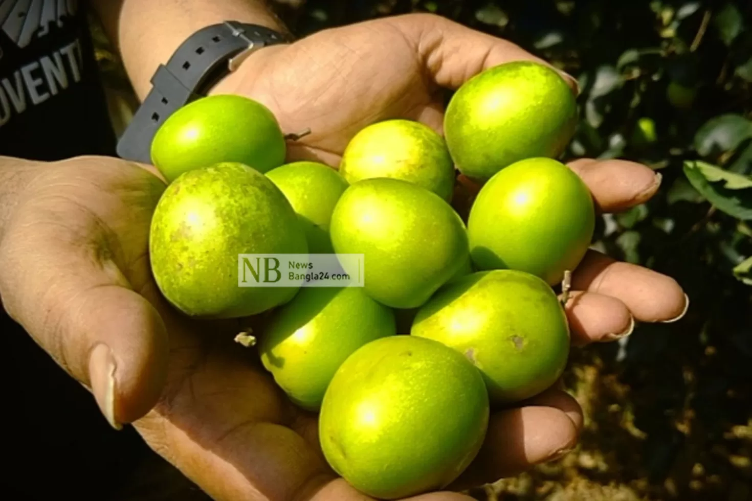 বরইয়ের নতুন জাত উদ্ভাবন 