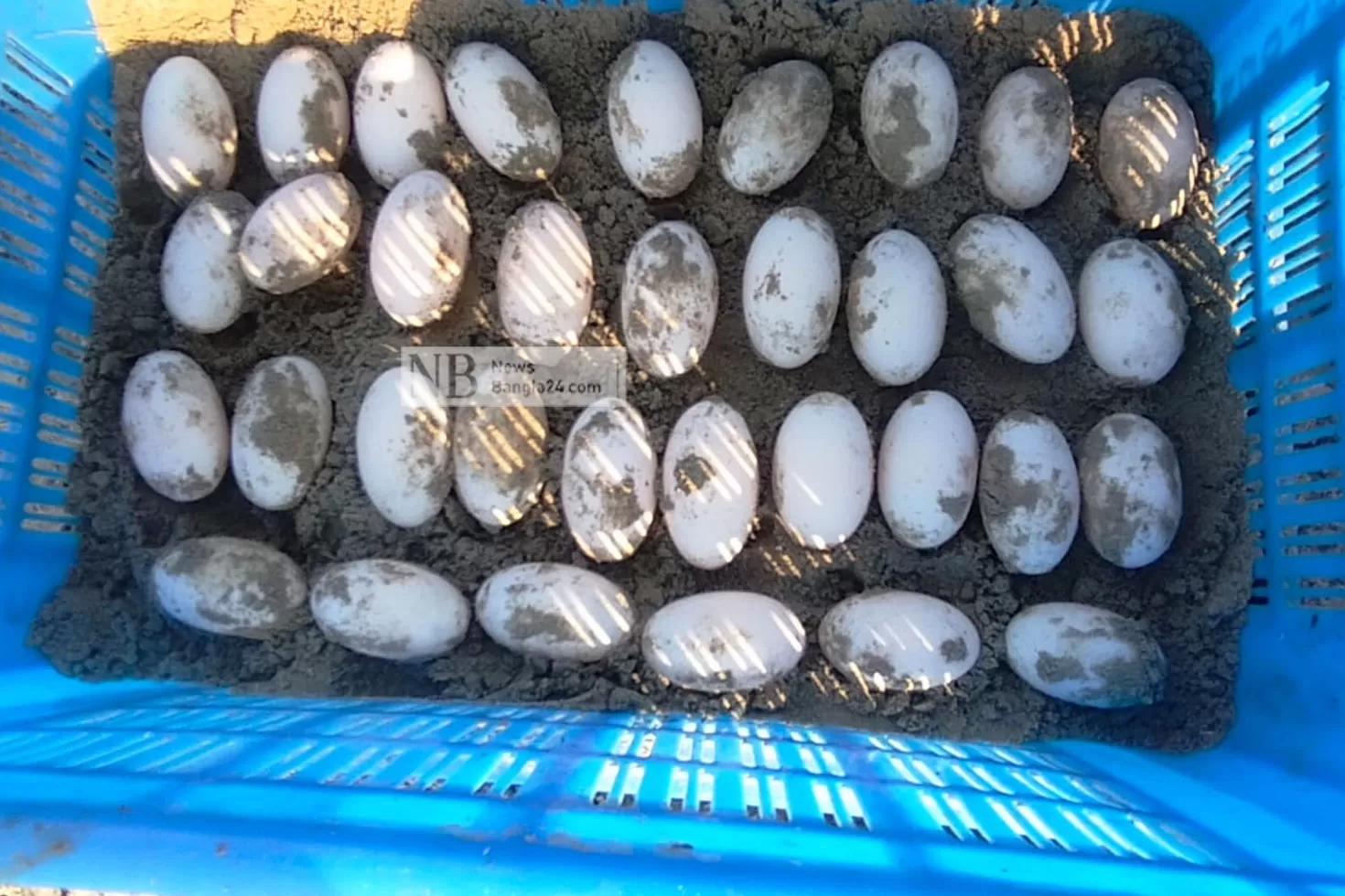 ৩৪টি ডিম পেড়েছে বাটাগুর বাসকা 