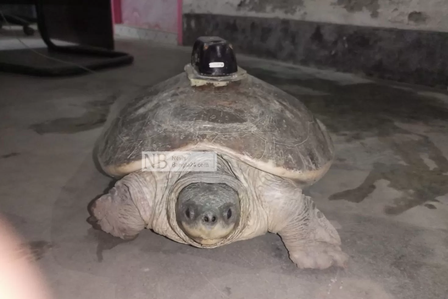 পিঠে জিপিএস ট্র্যাকার লাগানো কচ্ছপ