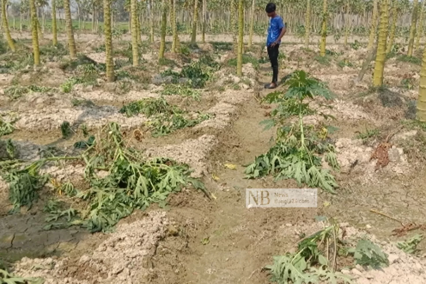 পেঁপে গাছের সঙ্গে এ কেমন শত্রুতা