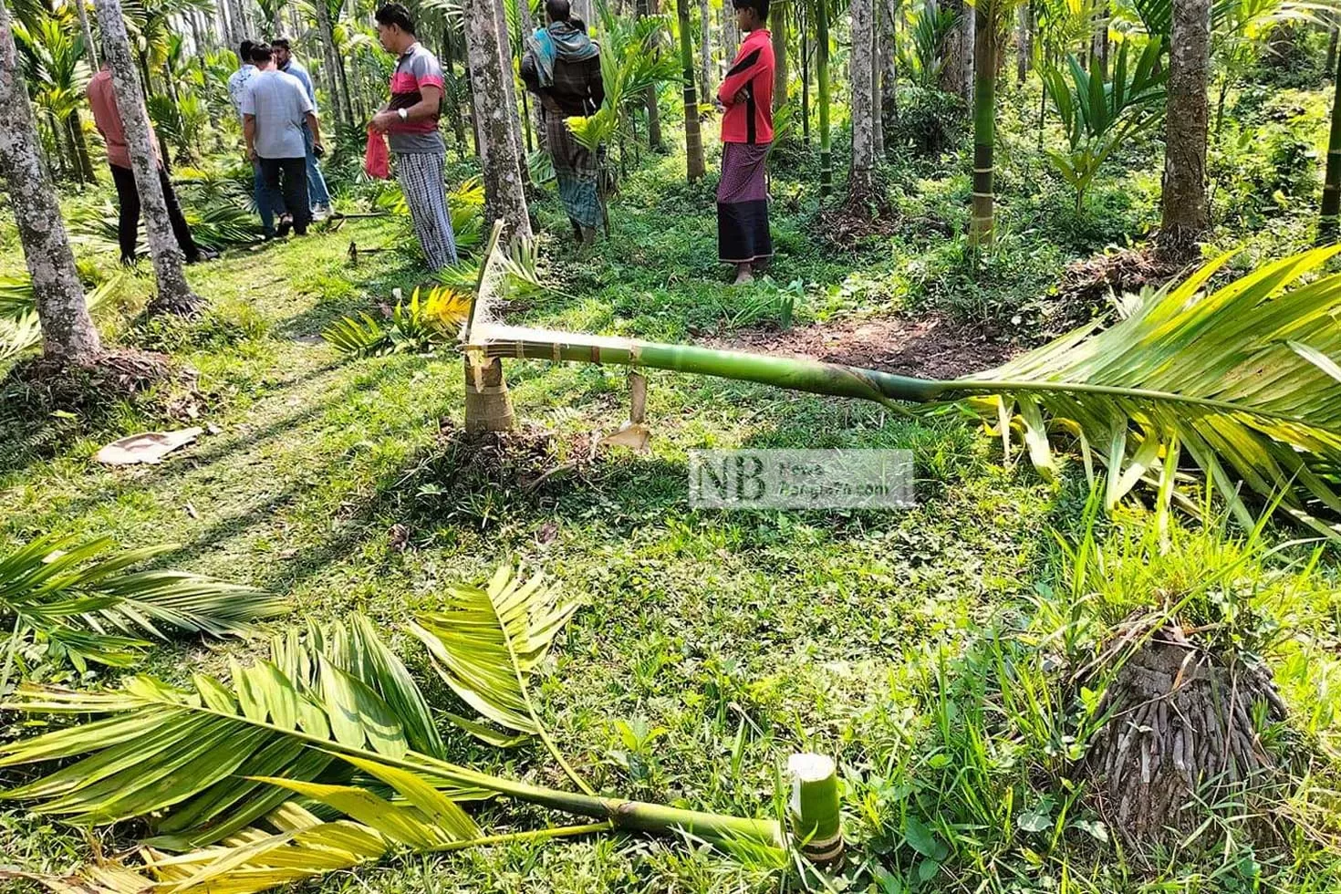 ৫০০ সুপারিগাছ কেটে ফেলেছে দুর্বৃত্তরা