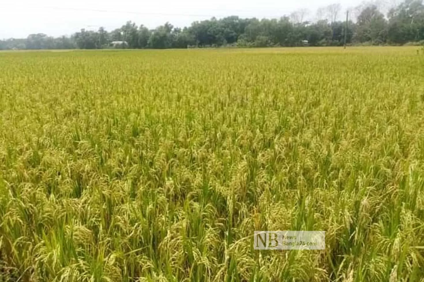 কৃষিবিপ্লবের-পথে-বিনা
