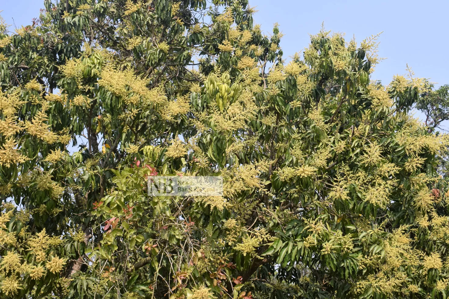 ম-ম গন্ধে মধুমাসের বার্তা