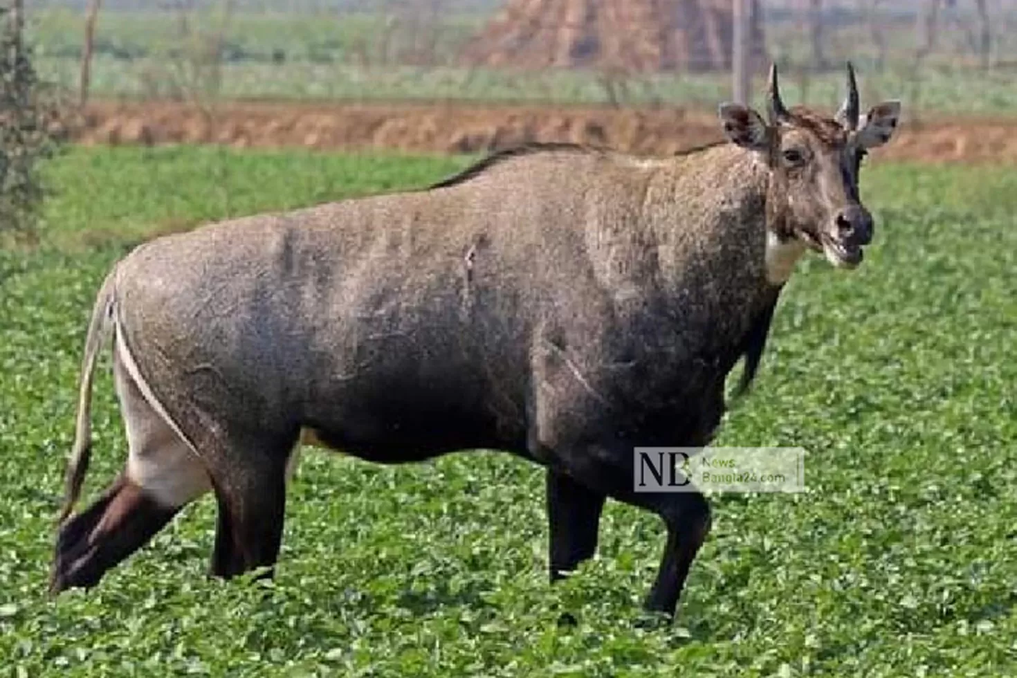 ধাওয়ায়-অসুস্থ-নীলগাই-বিজিবি-ক্যাম্পে-মৃত্যু