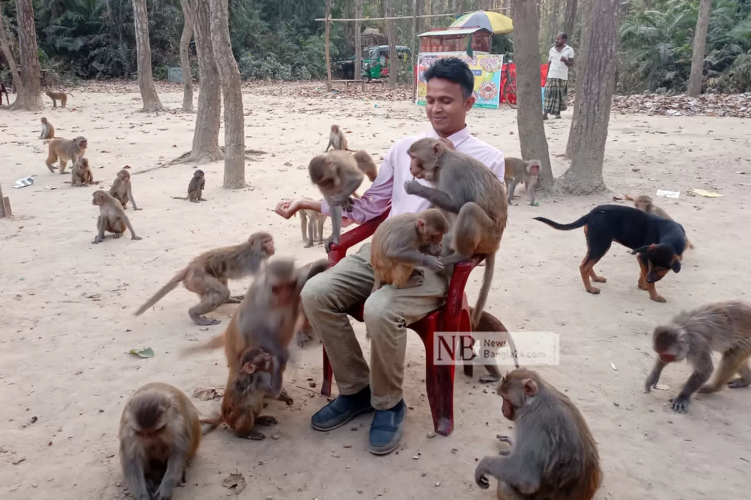 খাদ্যসংকটে ধুঁকছে বানর, দর্শনার্থীই ভরসা