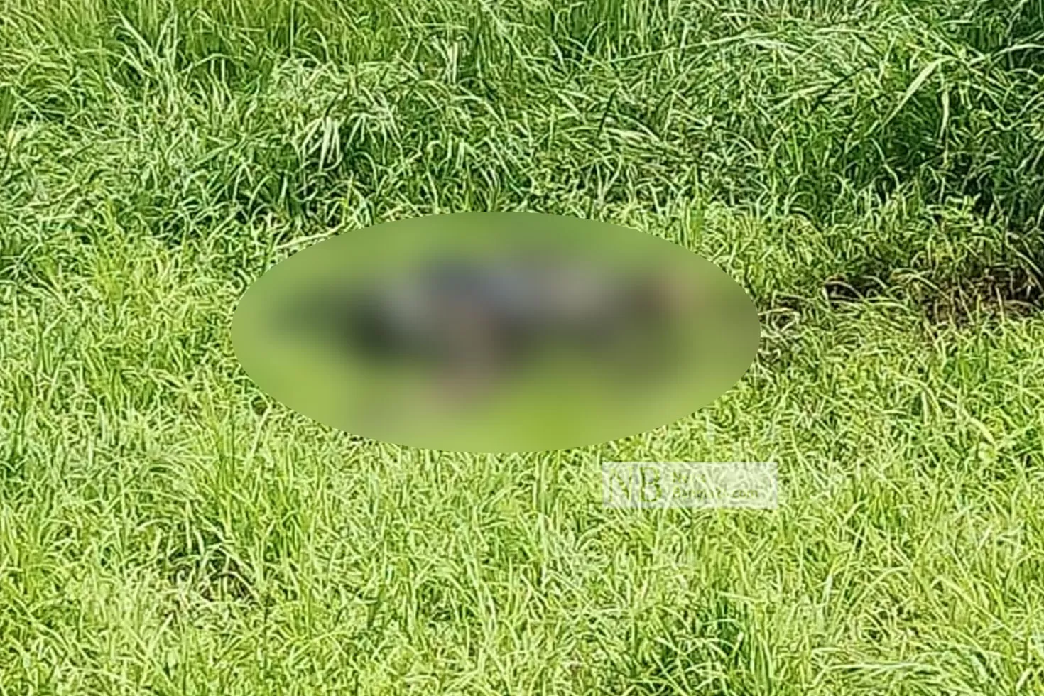 মাঠে-নিখোঁজ-মাদ্রাসাছাত্রের-অর্ধগলিত-মরদেহ 