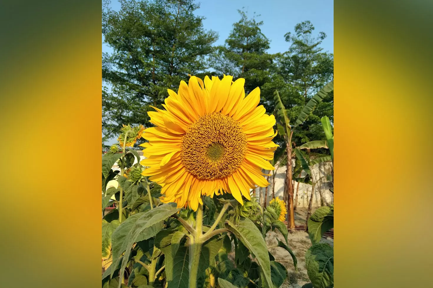 দেশে-তেলবীজ-উৎপাদন-বাড়ানোয়-জোর-প্রধানমন্ত্রীর