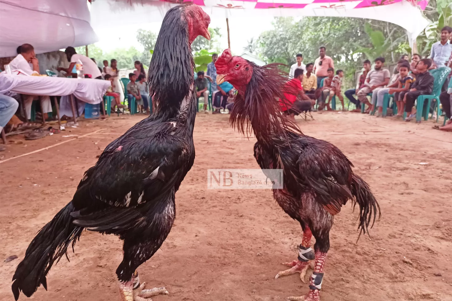 মোরগ লড়াই: কুমিল্লাকে হারাল চট্টগ্রাম