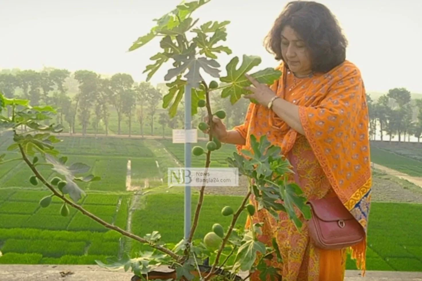 দেশে ত্বীনের ‘উচ্চফলনশীল’ নতুন জাত