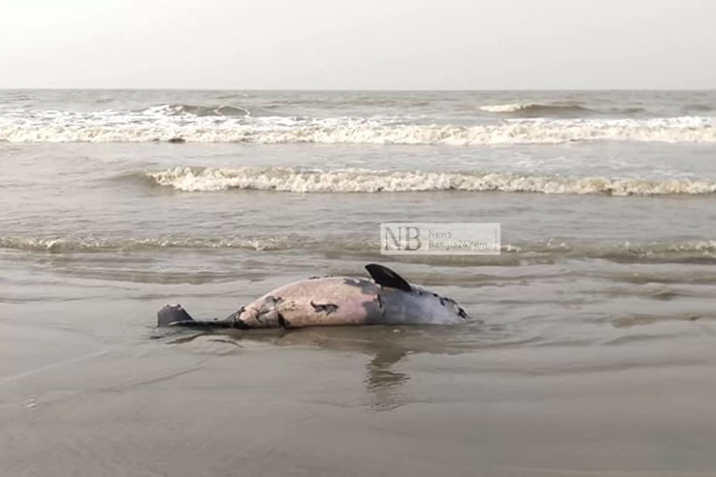 কুয়াকাটা সমুদ্র সৈকতে ডলফিন